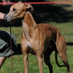 Whippet whippets distances whippetcentral