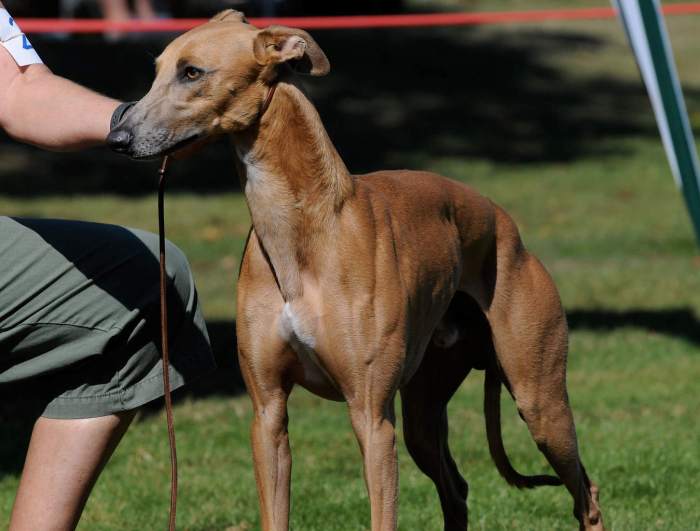 Whippet whippets distances whippetcentral