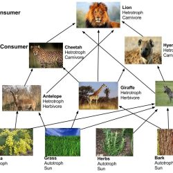 Lion king food web worksheet answers