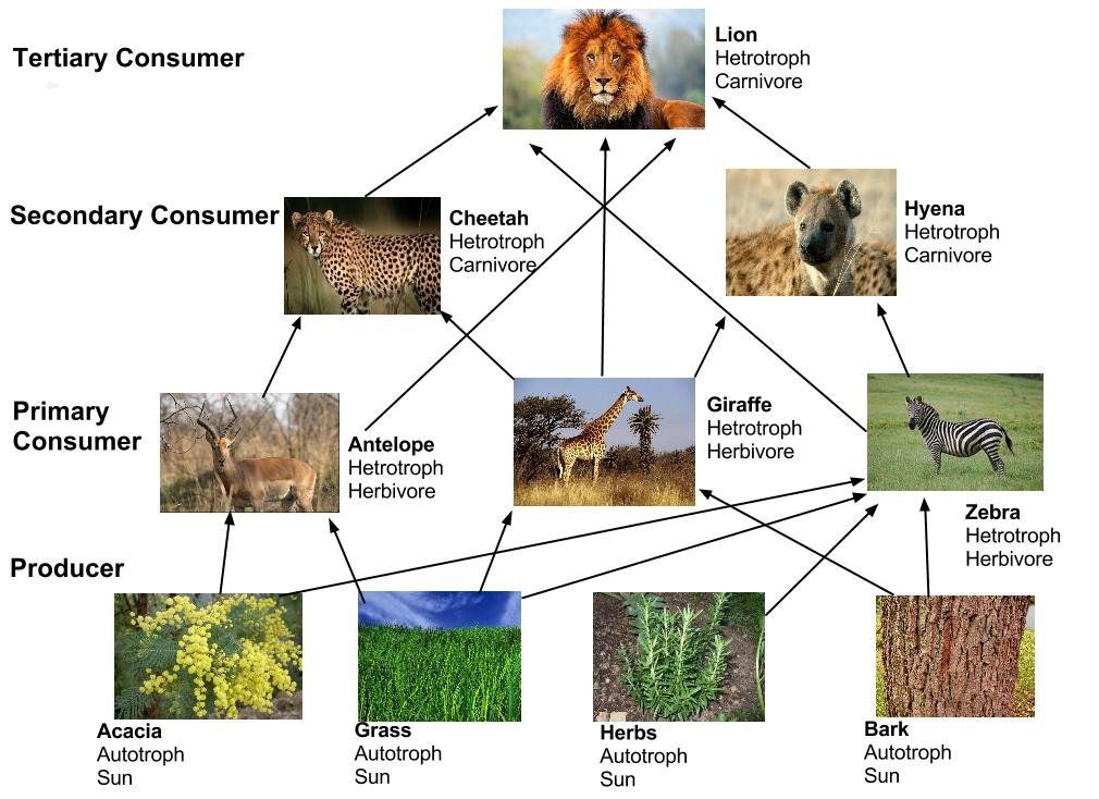 Lion king food web worksheet answers