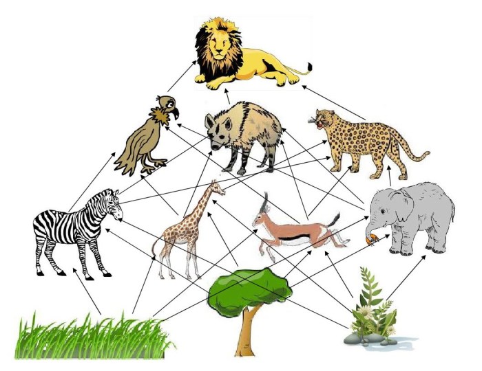 Lion king foodwebs resources teaching tes docx kb