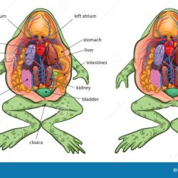 Frog dissection system urogenital diagram anatomy digestive frogs drawing labeled cavity dissecting biology labelled background science lab circulatory junction left