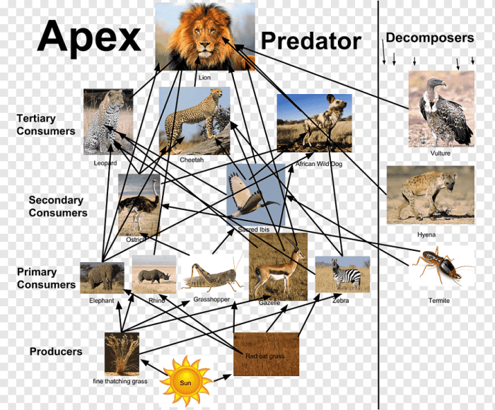 Lion king food web worksheet answers