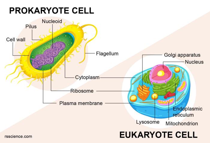 Prokaryotes and eukaryotes answer key