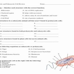 Eukaryotes prokaryotes prokaryotic