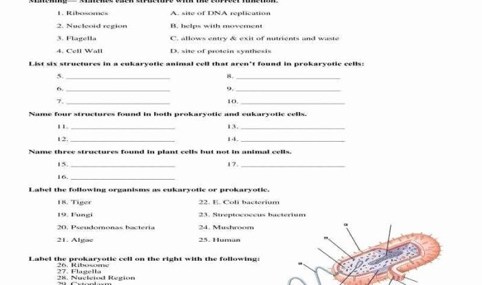 Eukaryotes prokaryotes prokaryotic