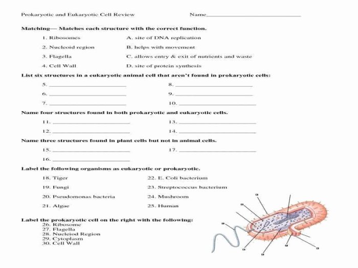 Eukaryotes prokaryotes prokaryotic