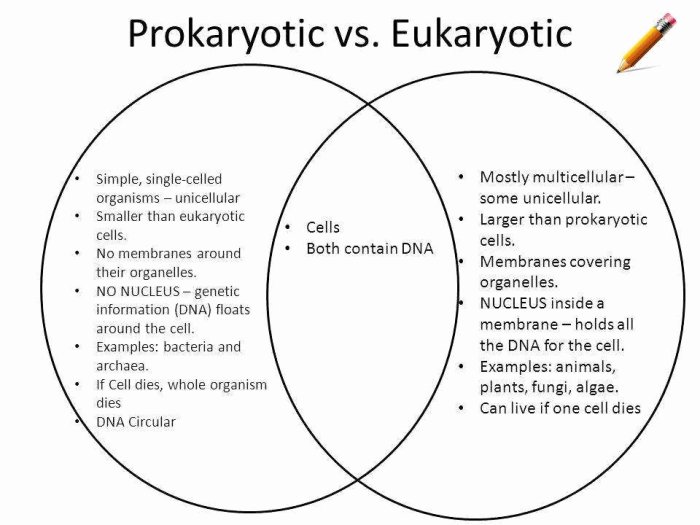 Prokaryotic eukaryotic similarities byjus organism answer biology functions illustrating