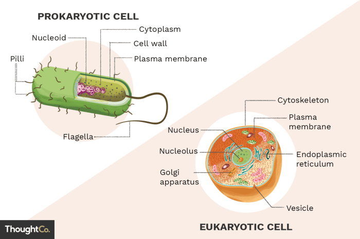 Prokaryotes and eukaryotes answer key