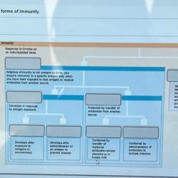 Drag the labels to identify the forms of immunity