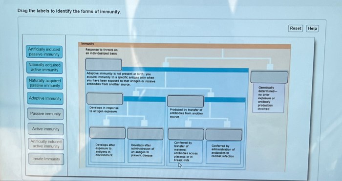 Drag the labels to identify the forms of immunity