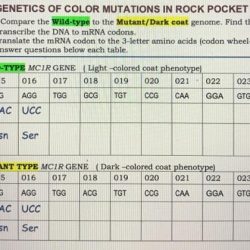 Molecular genetics of the color mutations in rock pocket mice