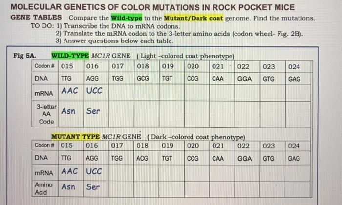 Molecular genetics of the color mutations in rock pocket mice