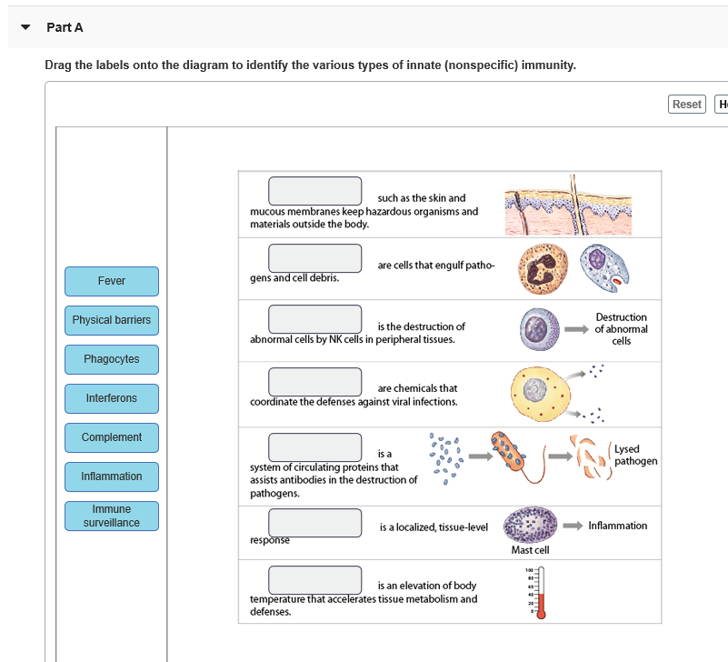 Diagram identify drag labels onto endocytosis types label pinocytosis phagocytosis transcribed text show vesicle