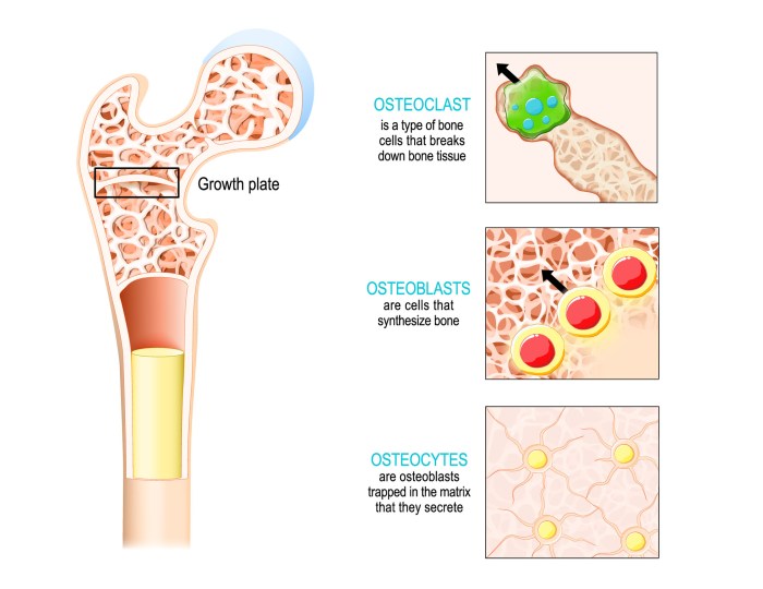 Donor tissue organ