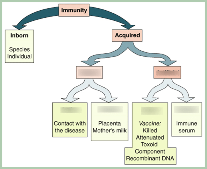 Drag the labels to identify the forms of immunity