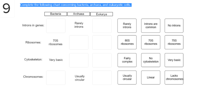 Bacteria archaea eukaryotic domains 0s