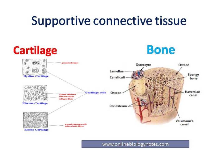 Cartilage tissue tends to heal less rapidly than bone tissue